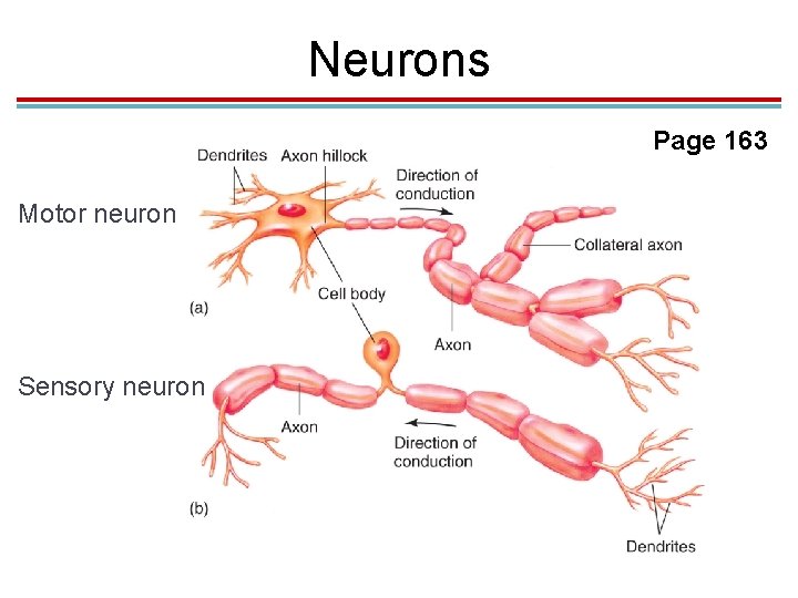 Neurons Page 163 Motor neuron Sensory neuron Neurons Page 163 Motor neuron Sensory neuron