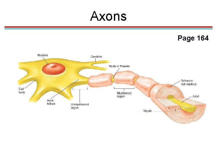 Axons Page 164 Axons Page 164