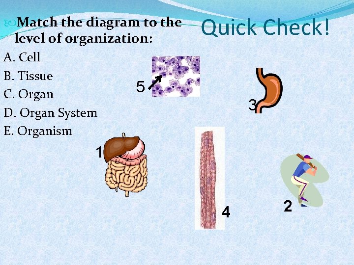  Match the diagram to the level of organization: A. Cell B. Tissue 5