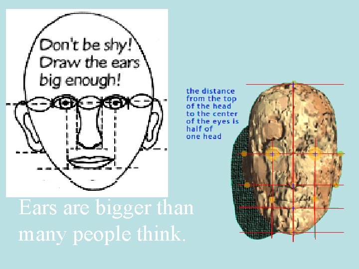 Ears are bigger than many people think. 