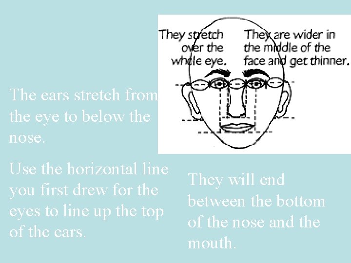 The ears stretch from the eye to below the nose. Use the horizontal line