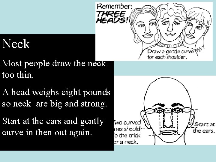 Neck Most people draw the neck too thin. A head weighs eight pounds so