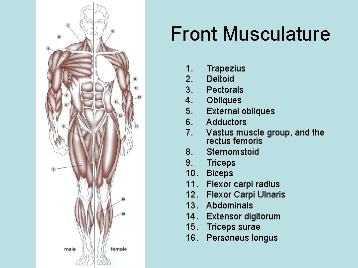 Front Musculature 1. 2. 3. 4. 5. 6. 7. 8. 9. 10. 11. 12.