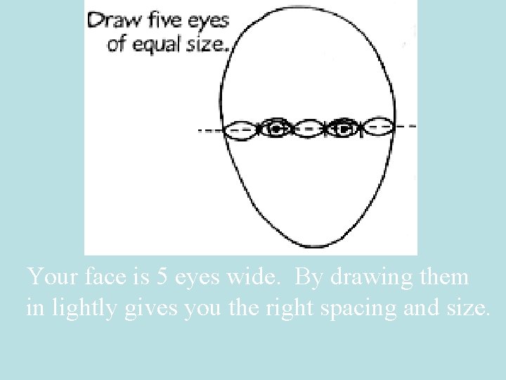 Your face is 5 eyes wide. By drawing them in lightly gives you the