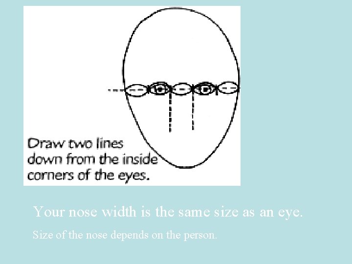 Your nose width is the same size as an eye. Size of the nose