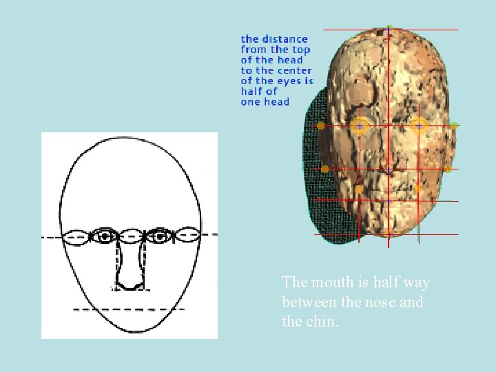 The mouth is half way between the nose and the chin. 
