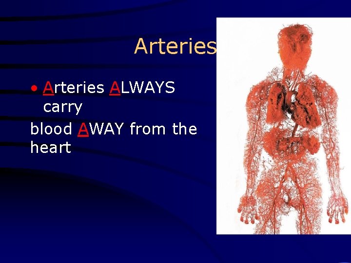 Arteries • Arteries ALWAYS carry blood AWAY from the heart 