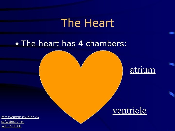 The Heart • The heart has 4 chambers: atrium https: //www. youtube. co m/watch?