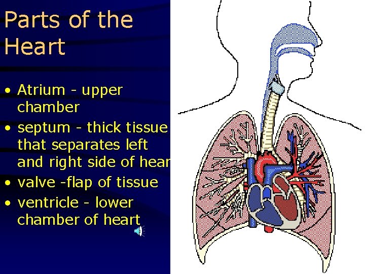Parts of the Heart • Atrium - upper chamber • septum - thick tissue
