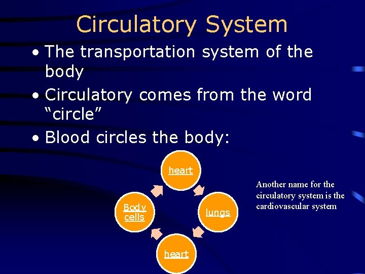 Circulatory System • The transportation system of the body • Circulatory comes from the