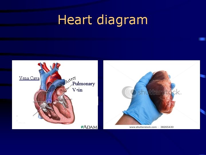 Heart diagram Vena Cava Aorta ry Pu na o m l ery t r