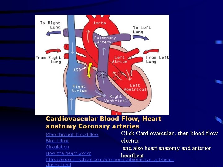 Cardiovascular Blood Flow, Heart anatomy Coronary arteries Click Cardiovascular , then blood flow Step