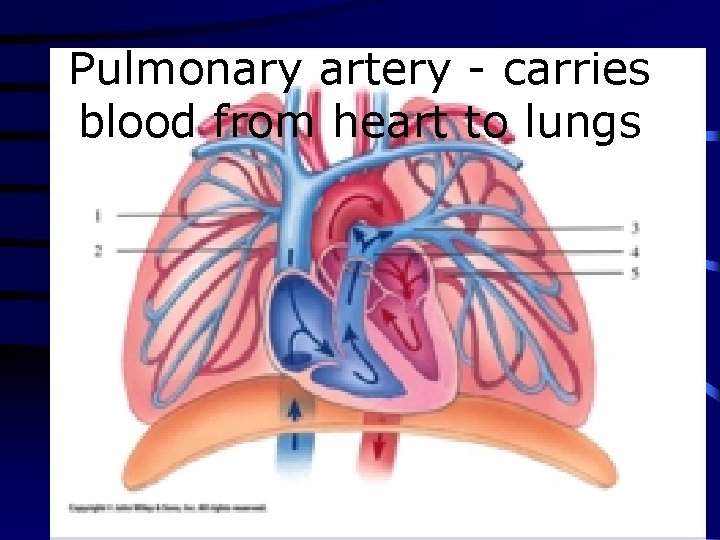 Pulmonary artery - carries blood from heart to lungs 