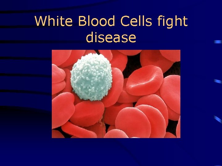 White Blood Cells fight disease 