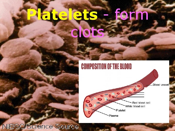 Platelets - form clots 