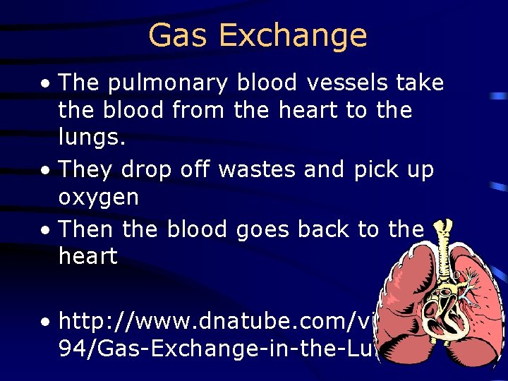 Gas Exchange • The pulmonary blood vessels take the blood from the heart to