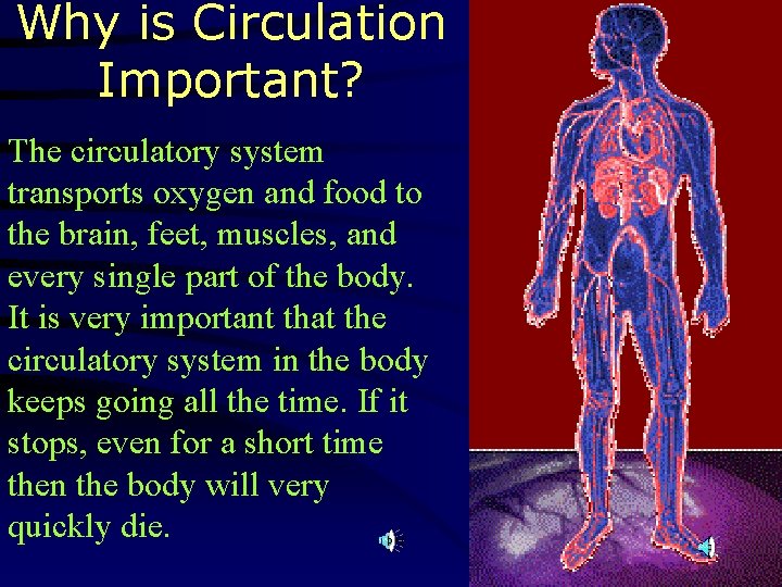 Why is Circulation Important? The circulatory system transports oxygen and food to the brain,