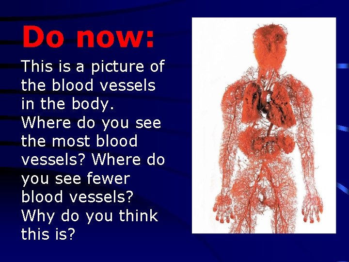 Do now: This is a picture of the blood vessels in the body. Where