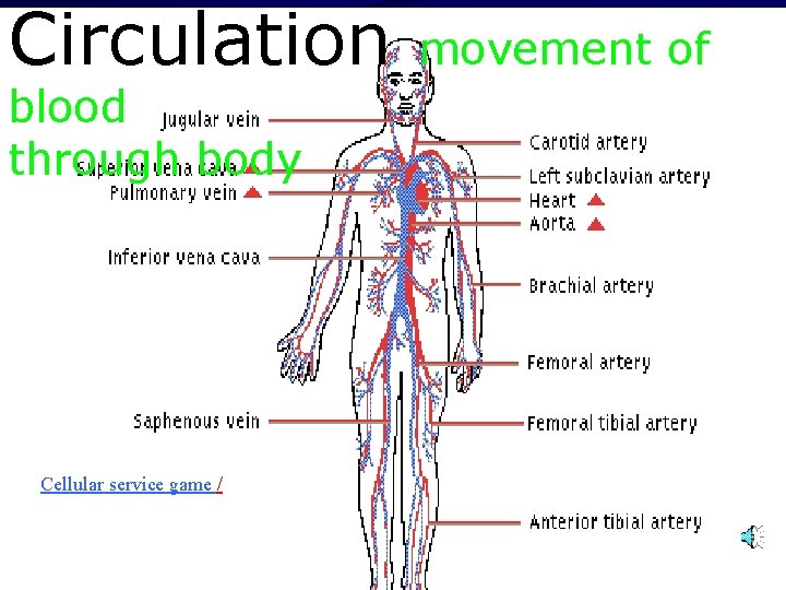 Circulation blood through body Cellular service game / movement of 