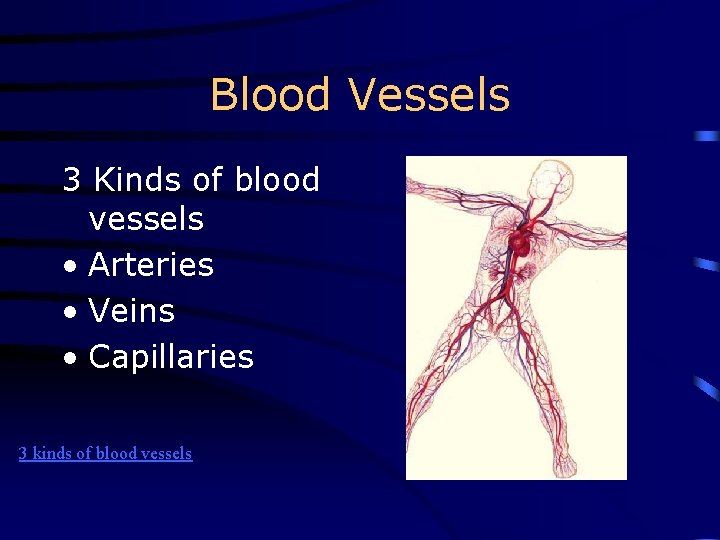 Blood Vessels 3 Kinds of blood vessels • Arteries • Veins • Capillaries 3