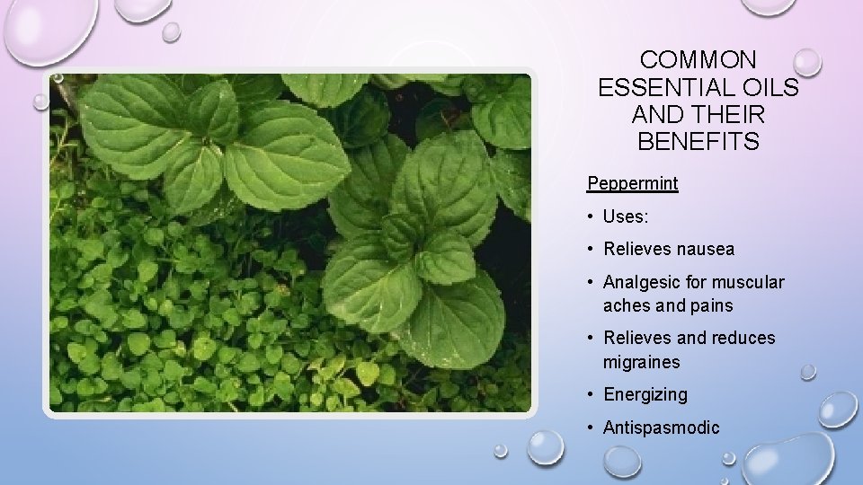 COMMON ESSENTIAL OILS AND THEIR BENEFITS Peppermint • Uses: • Relieves nausea • Analgesic