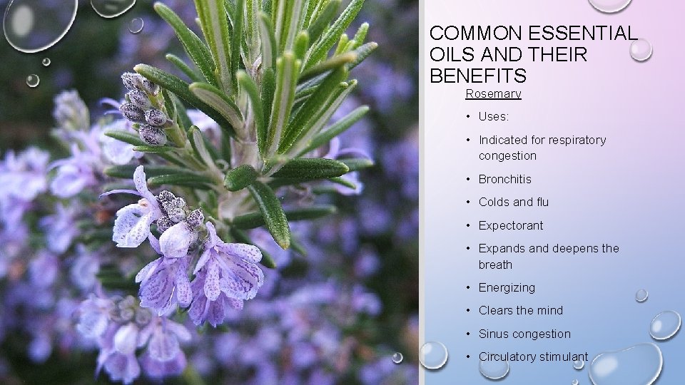 COMMON ESSENTIAL OILS AND THEIR BENEFITS Rosemary • Uses: • Indicated for respiratory congestion