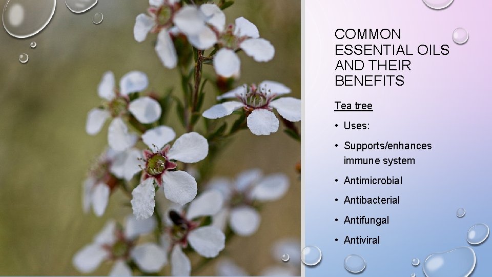 COMMON ESSENTIAL OILS AND THEIR BENEFITS Tea tree • Uses: • Supports/enhances immune system