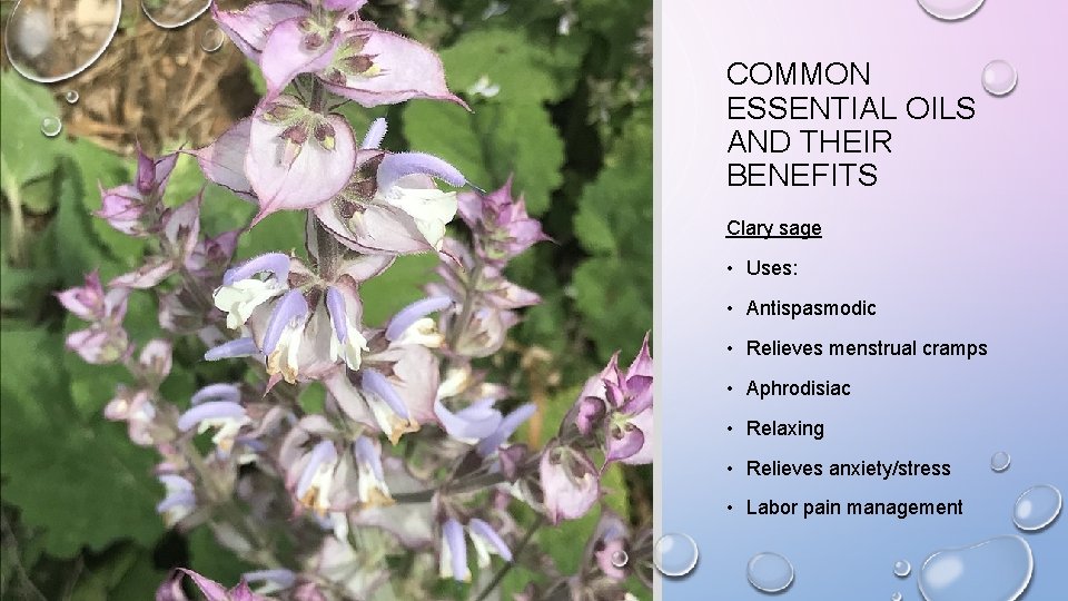 COMMON ESSENTIAL OILS AND THEIR BENEFITS Clary sage • Uses: • Antispasmodic • Relieves