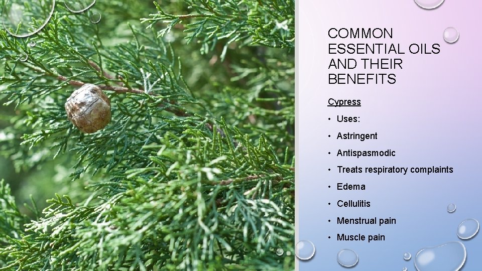 COMMON ESSENTIAL OILS AND THEIR BENEFITS Cypress • Uses: • Astringent • Antispasmodic •