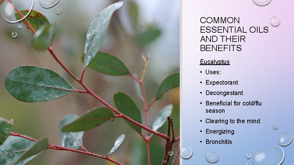 COMMON ESSENTIAL OILS AND THEIR BENEFITS Eucalyptus • Uses: • Expectorant • Decongestant •