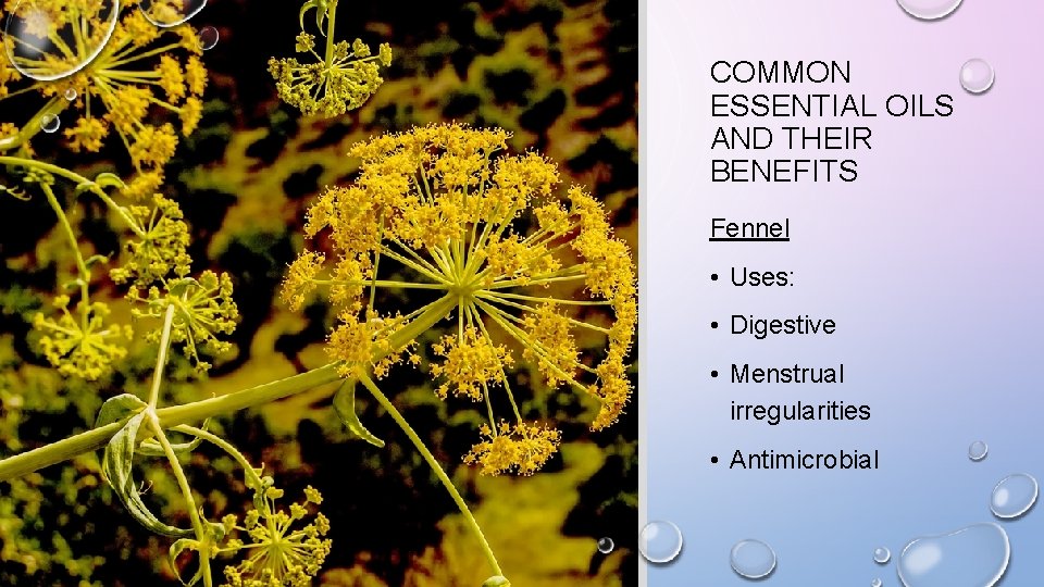 COMMON ESSENTIAL OILS AND THEIR BENEFITS Fennel • Uses: • Digestive • Menstrual irregularities