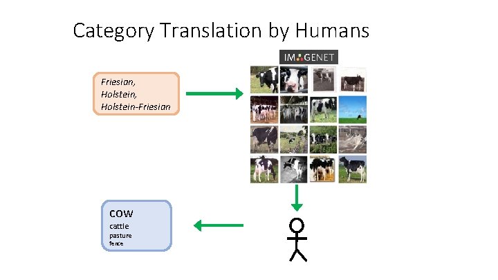 Category Translation by Humans Friesian, Holstein-Friesian cow cattle pasture fence 