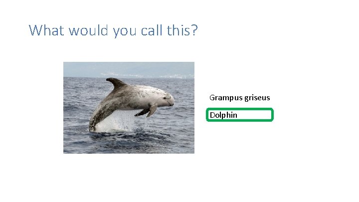 What would you call this? Grampus griseus Dolphin 