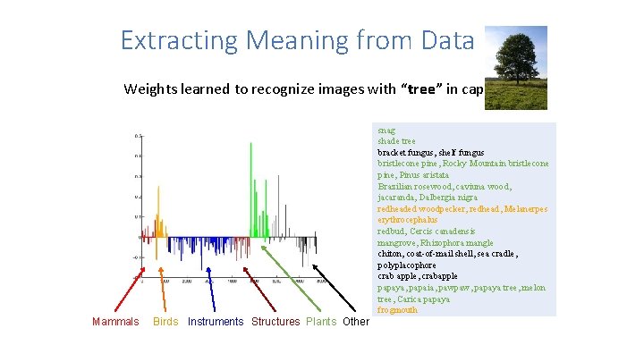 Extracting Meaning from Data Weights learned to recognize images with “tree” in caption snag