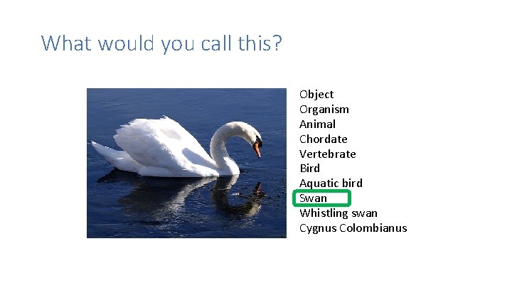 What would you call this? Object Organism Animal Chordate Vertebrate Bird Aquatic bird Swan
