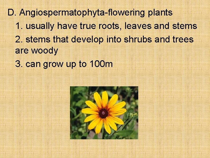 D. Angiospermatophyta-flowering plants 1. usually have true roots, leaves and stems 2. stems that