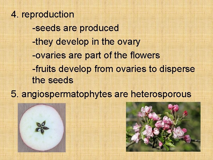 4. reproduction -seeds are produced -they develop in the ovary -ovaries are part of