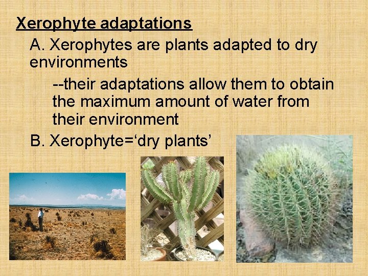 Xerophyte adaptations A. Xerophytes are plants adapted to dry environments --their adaptations allow them