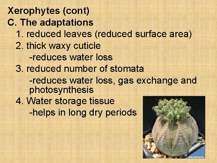 Xerophytes (cont) C. The adaptations 1. reduced leaves (reduced surface area) 2. thick waxy