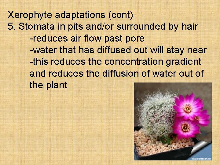 Xerophyte adaptations (cont) 5. Stomata in pits and/or surrounded by hair -reduces air flow