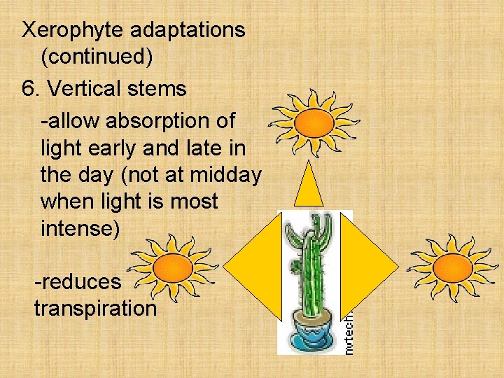 Xerophyte adaptations (continued) 6. Vertical stems -allow absorption of light early and late in