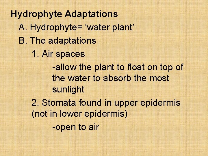 Hydrophyte Adaptations A. Hydrophyte= ‘water plant’ B. The adaptations 1. Air spaces -allow the