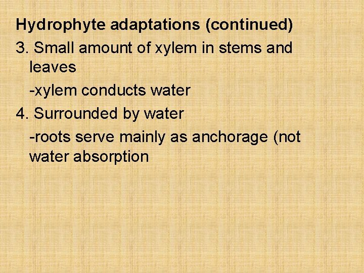 Hydrophyte adaptations (continued) 3. Small amount of xylem in stems and leaves -xylem conducts