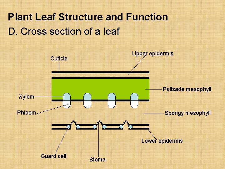 Plant Leaf Structure and Function D. Cross section of a leaf Upper epidermis Cuticle