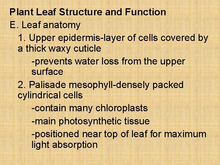 Plant Leaf Structure and Function E. Leaf anatomy 1. Upper epidermis-layer of cells covered