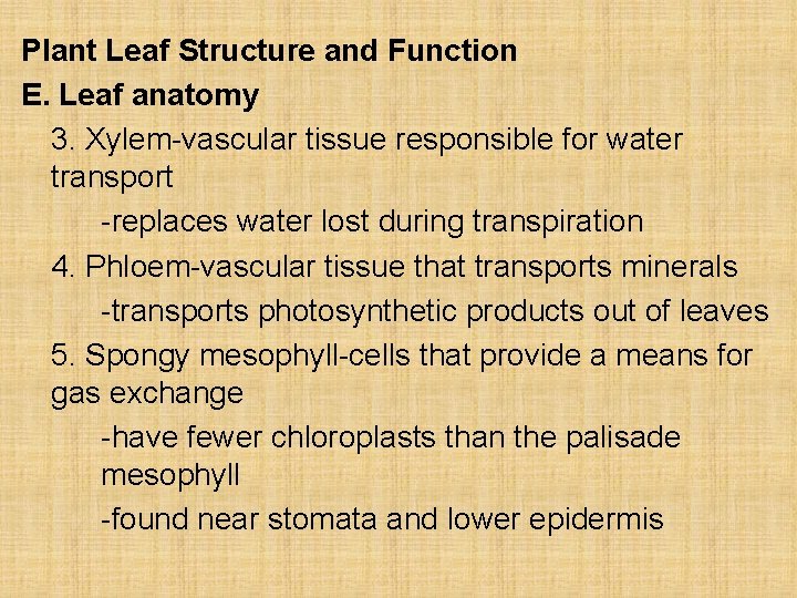 Plant Leaf Structure and Function E. Leaf anatomy 3. Xylem-vascular tissue responsible for water