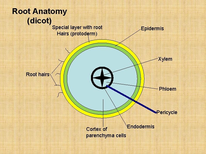 Root Anatomy (dicot) Special layer with root Hairs (protoderm) Epidermis Xylem Root hairs Phloem