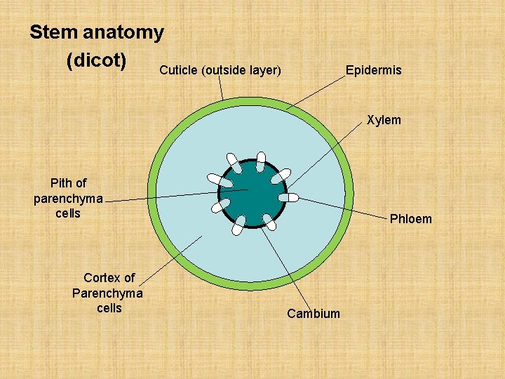 Stem anatomy (dicot) Cuticle (outside layer) Epidermis Xylem Pith of parenchyma cells Cortex of