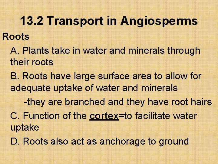 13. 2 Transport in Angiosperms Roots A. Plants take in water and minerals through