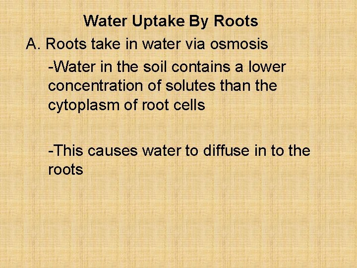 Water Uptake By Roots A. Roots take in water via osmosis -Water in the